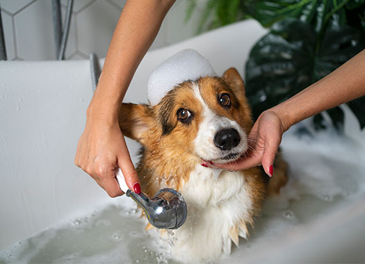 per-grooming Dog Bath